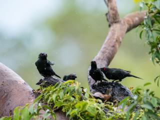 Wildlife - Metallic Starlings