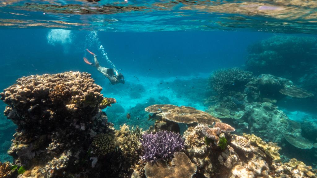 Great Barrier Snorkel - Cairns_TEQ