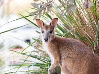 Public Naming Rights for Baby Tree Kangaroo