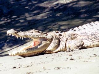 Signs Visitors Need to Get Smart About Recent Croc Sightings